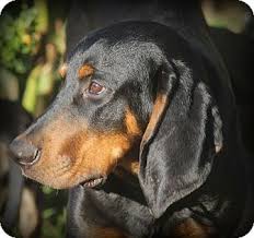 Black And Tan Coonhound For Sale In Sc Greenville Sc Black And Tan Coonhound Meet Jake A Puppy For Adoption Http Www Adoptapet Com Pet 11288937 Greenvi Coonhound Black And Tan Puppy Adoption