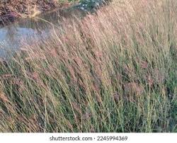 Image result for Dichanthium