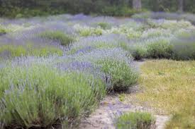 Cape Cod Lavender Farm
