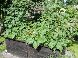 One major challenge raised bed gardeners have is watering their crops. How To Plan A Vegetable Garden Layout As A Beginner Gardener Garden For Beginners