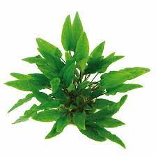 Cryptocoryne wendtii is a plant that is native to the island nation of sri lanka. Gruner Wasserkelch Cryptocoryne Wendtii Grun Getopft