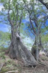 Image result for Xylotheca tettensis