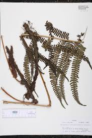 Image result for Amblovenatum opulentum