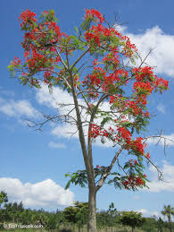 Image result for Delonix