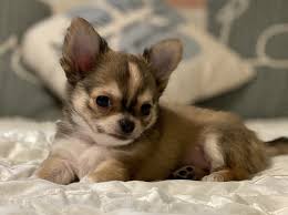 Because of over breeding and not being properly trained, there is an overwhelming number of chihuahuas out there in need of a home. Precious Gems Akc Chihuahuas