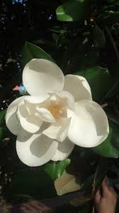 Check spelling or type a new query. Magnolia In Bloom Mississippi Magnolia Flower Magnolia Bloom Magnolia Blooms