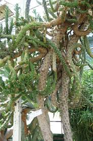 Image result for Austrocylindropuntia