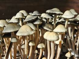 Image result for Pancovia holtzii