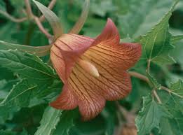 Image result for Canarina