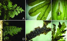 Image result for Crepidomanes