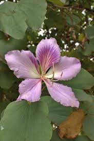 Image result for Bauhinia macrantha
