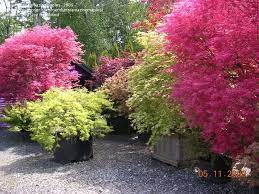 Shindeshojo japanese maple will grow to be about 8 feet tall at maturity, with a spread of 12 feet. Plantfiles Pictures Japanese Maple Shindeshojo Acer Palmatum 10 By Jhayes5032 Acer Palmatum Japanese Maple Tree Japanese Maple