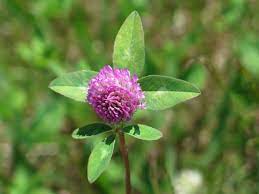 A colorful and diverse alternative to traditional, high input. Purple Clover Wildflower In Coastal Maine Wild Flowers Plants Beautiful