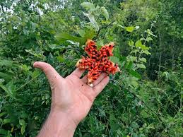 Image result for Rawsonia