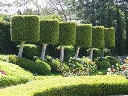 Ficus Nitida Garden Design Beautiful Gardens Topiary Garden