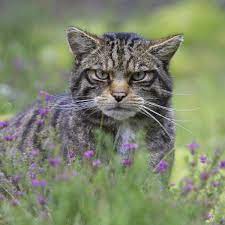 Join the red army family today! Can Scotland Save Its Wildcats From Extinction Endangered Species The Guardian