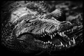 Dramatic Black And White Photos Of African Wildlife By Laurent Baheux African Wildlife Wildlife Photography Black And White Animal Photography