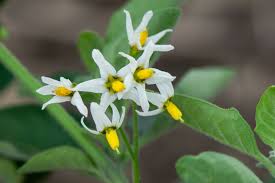 Image result for Solanum chenopodioides