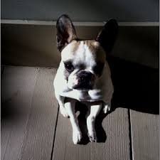 frenchie