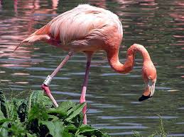 Bird With Large Beak Flanigo Photos Flamingos Use Their Large Oddly Shaped Beaks To Filter Shrimp Rainforest Birds Flamingo Flamingo Bird
