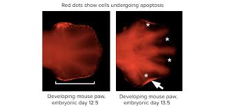 Human body is made up of. Apoptosis Article Developmental Biology Khan Academy