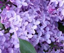 Your favorite blooms — from roses and peonies to lilies and daisies — send specific messages that you the meaning of these gorgeous flowers varies depending on the hue. Light Purple Flowers Renk Renk
