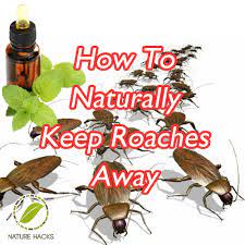 Try to pour only enough food for the day and give their bowl a quick wipe before bed—that's all it takes! 14 Roach Control Ideas Roaches Roach Control Pest Control