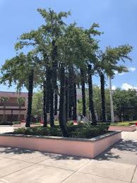 VBHS students collect lunch trays