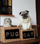 Pug VS cat fight : who will win?