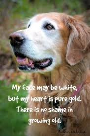 Your Older Dog Happy Healthy Loved Old Dog Quotes Old Dogs Dog Quotes