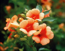 Trailing vines with lush green leaves and big white flowers. Trumpet Vine Campsis X Tagliabuana Trumpet Creeper Plants Flowers 99roots Com