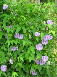 Image result for Centrosema