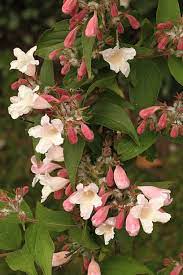 Varieties are available with flowers in shades of red, pink, and also white, all of which also attract butterflies. The 10 Best Evergreen Shrubs Flowering Shrubs To Plant