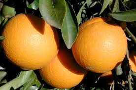 See a recent post on tumblr from @equatorjournal about naranja. Tipos De Citricos Yara Ecuador