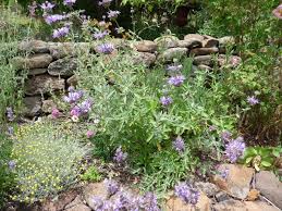 Hybrid of 2 california sages: Salvias Forum Topic North American Rock Garden Society