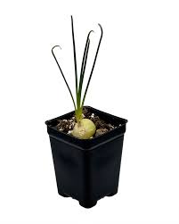 Image result for Albuca