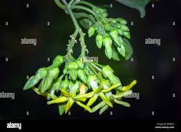 Image result for Telosma africana