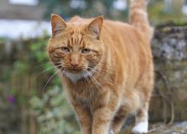 Although, as the cat gets older, if it no longer drinks its mother's milk, you shouldn't give it milk. Why Does My Cat Have A Flabby Belly