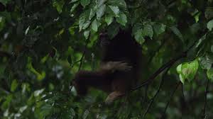 Browse 12 muller's bornean gibbon stock photos and images available, or start a new. Muller S Bornean Gibbon Sitting Borneo 5k Stock Video 927 831 974 Framepool Stock Footage