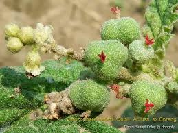 Image result for Chrozophora plicata