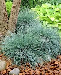 Elijah Blue Fescue Grass Hardy Festuca Live Plalnt Quart Pot Blue Fescue Fescue Grass Grass