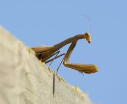 Their height ranges from 4′ to 9′ with skin colors of beige, brown, lime green, dark emerald green, turquoise, deep violet blue, gold or white. File Alien Mantis Religiosa En Su Mirador 05 European Praying Mantis 260007961 Jpg Wikimedia Commons