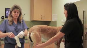 Is seroma common in dogs after spaying? Tripawd Amputation Seroma Swelling Tips Photos And Care