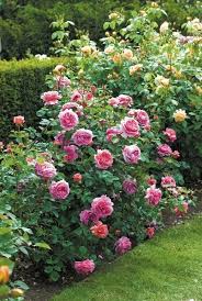 93 Beautiful Garden Ideas Make Your Home Will Amazing Beautifulgarden Gardenideas Aacmm Com Rose Garden Design Beautiful Flowers Garden Beautiful Gardens