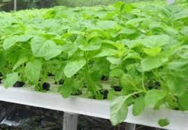 Jenis jenis tanaman hidroponik sayuran berdaun. 12 Contoh Tanaman Hidroponik Sederhana Yang Bisa Ditanam Di Rumah Bibit Online