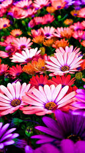 Nature Iphone Wallpaper Wallpaper Nature Flowers Nature Wallpaper