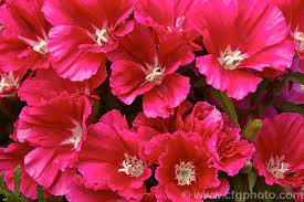 Clarkia Amoena Photo Flores Cores