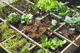 Each type of vegetable plant requires a slightly, if not drastically, different care routine. Let S Get Growing Tips For Starting A Food Garden Bay Ward Bulletin