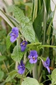 Image result for Impatiens zombensis