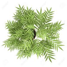 top view of decorative tree in pot isolated on white background stock photo picture and royalty free image image 19319277